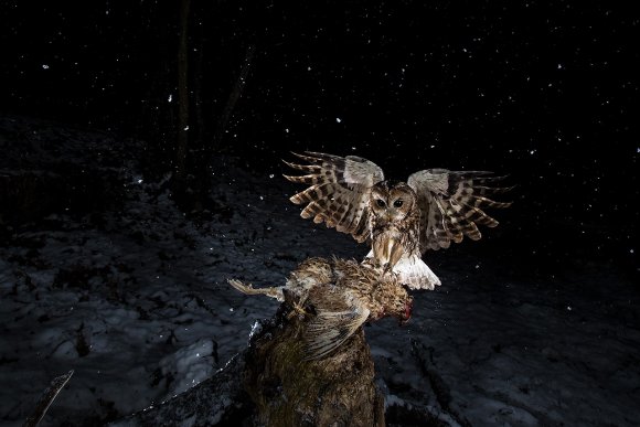 Allocco - Tawny owl (Strix aluco)