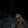 Allocco - Tawny owl (Strix aluco)