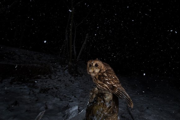 Allocco - Tawny owl (Strix aluco)