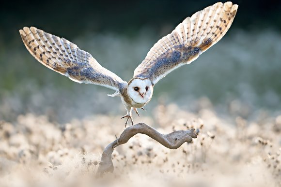 Barbagianni - Barn owl