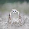 Barbagianni - Barn owl