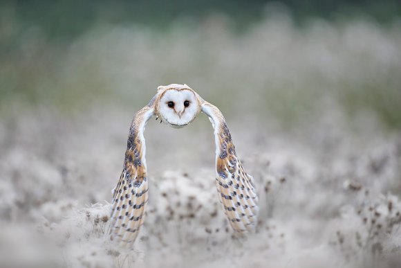Barbagianni - Barn owl