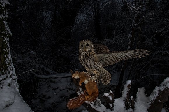 Allocco - Tawny owl (Strix aluco)