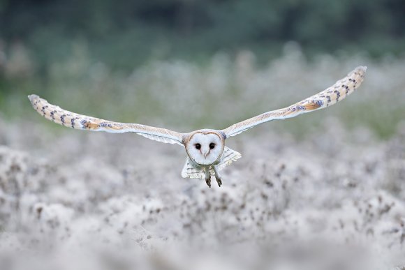 Barbagianni - Barn owl