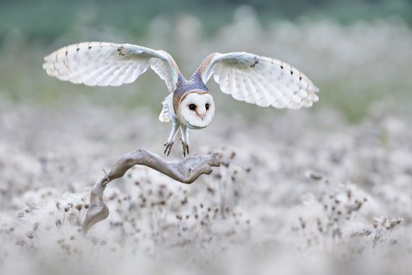 Barbagianni - Barn owl