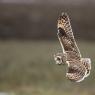 Gufo di palude - Short eared owl (Asio flammeus)