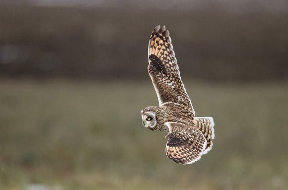 Gufo di palude - Short eared owl (Asio flammeus)