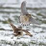 Gufo di palude - Short eared owl (Asio flammeus)