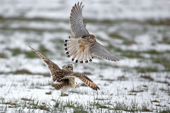 Gufo di palude - Short eared owl (Asio flammeus)