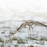 Gufo di palude - Short eared owl (Asio flammeus)