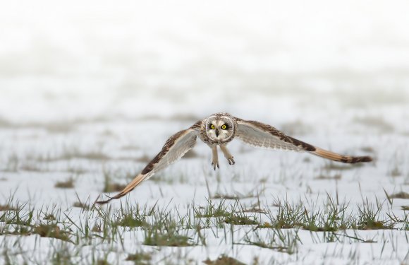 Gufo di palude - Short eared owl (Asio flammeus)