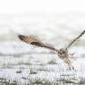 Gufo di palude - Short eared owl (Asio flammeus)