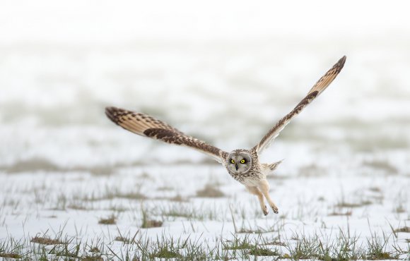 Gufo di palude - Short eared owl (Asio flammeus)