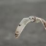 Gufo di palude - Short eared owl (Asio flammeus)