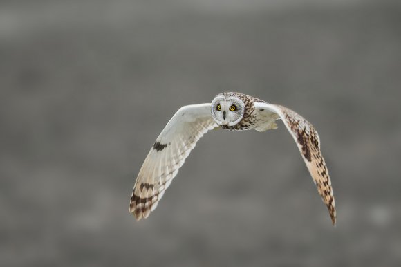 Gufo di palude - Short eared owl (Asio flammeus)