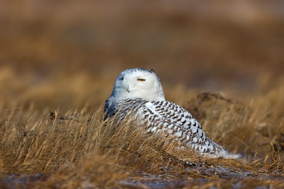 Civetta delle nevi - Snowy owl (Bubo scandiacus)