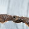 Allocco - Tawny owl (Strix aluco)