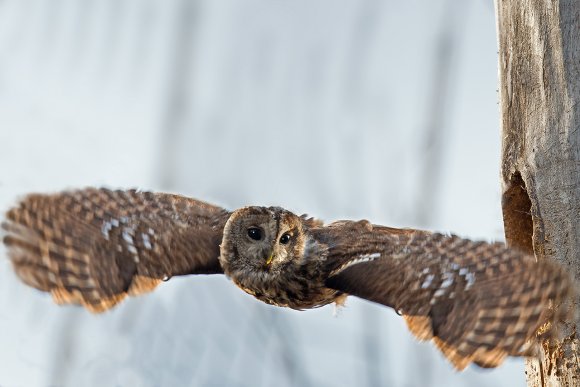 Allocco - Tawny owl (Strix aluco)