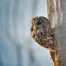 Allocco - Tawny owl (Strix aluco)