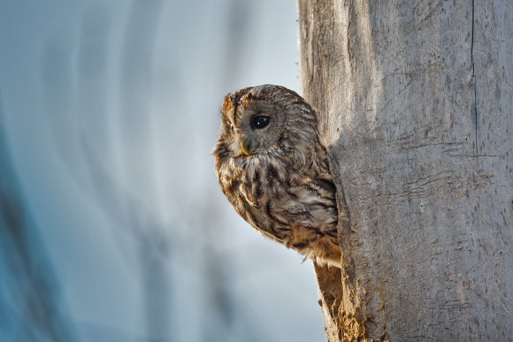 Allocco - Tawny owl (Strix aluco)