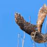 Allocco - Tawny owl (Strix aluco)