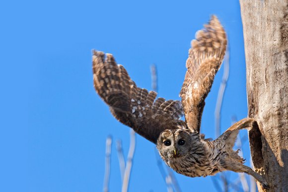 Allocco - Tawny owl (Strix aluco)