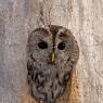 Allocco - Tawny owl (Strix aluco)