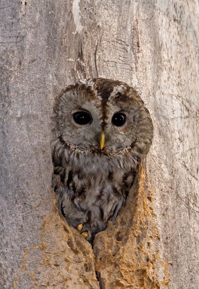 Allocco - Tawny owl (Strix aluco)