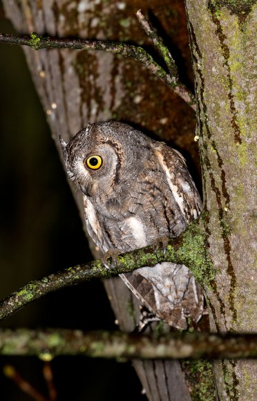 Assiolo - Scoops owl (Otus scoops)