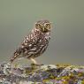 Civetta - Little Owl (Athena noctua)
