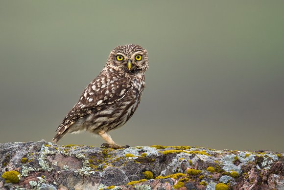 Civetta - Little Owl (Athena noctua)