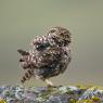 Civetta - Little Owl (Athena noctua)