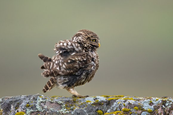 Civetta - Little Owl (Athena noctua)