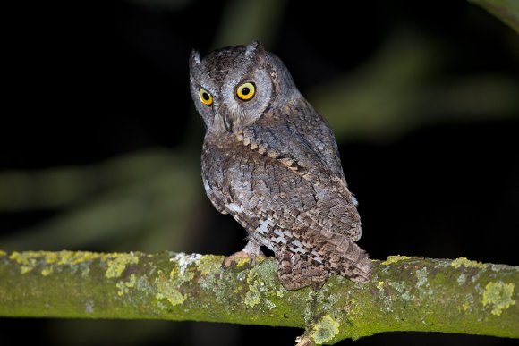 Assiolo - Scoops owl (Otus scoops)