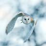 Barbagianni - Barn owl  (Tyto alba)