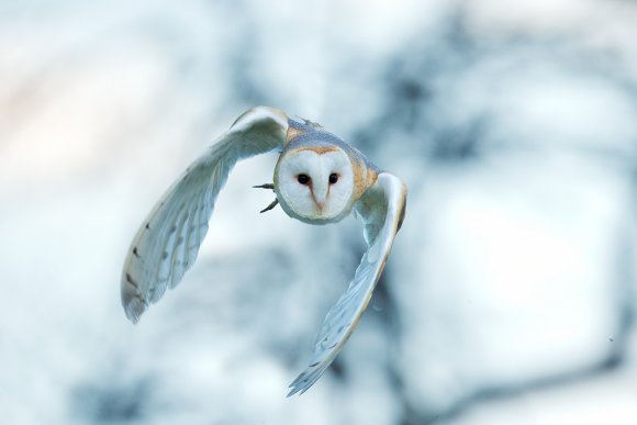 Barbagianni - Barn owl  (Tyto alba)