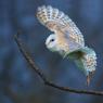 Barbagianni - Barn owl  (Tyto alba)