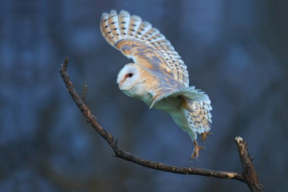 Barbagianni - Barn owl  (Tyto alba)