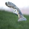 Barbagianni - Barn owl  (Tyto alba)