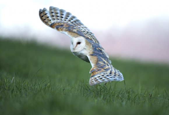 Barbagianni - Barn owl  (Tyto alba)