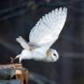 Barbagianni - Barn owl  (Tyto alba)