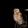 Allocco - Tawny owl (Strix aluco)