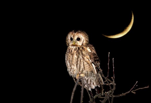 Allocco - Tawny owl (Strix aluco)