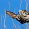 Allocco - Tawny owl (Strix aluco)