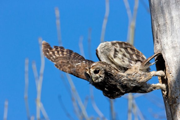 Allocco - Tawny owl (Strix aluco)