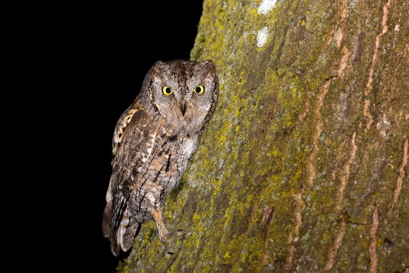 Assiolo - Scoops owl (Otus scoops)