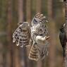 Allocco degli Urali - Ural Owl (Strix uralensis)