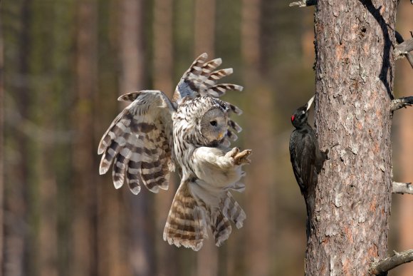 Allocco degli Urali - Ural Owl (Strix uralensis)