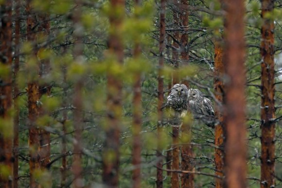 Allocco degli Urali - Ural Owl (Strix uralensis)