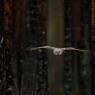 Allocco degli Urali - Ural Owl (Strix uralensis)